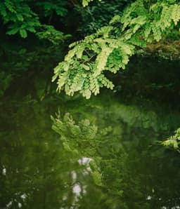 Wild Wild Riches – păcănele irlandeze cu șansă dublă