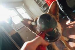 Recenzie pragmatică: The Dog House Megaways