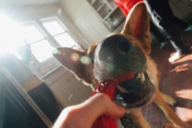 Recenzie pragmatică: The Dog House Megaways